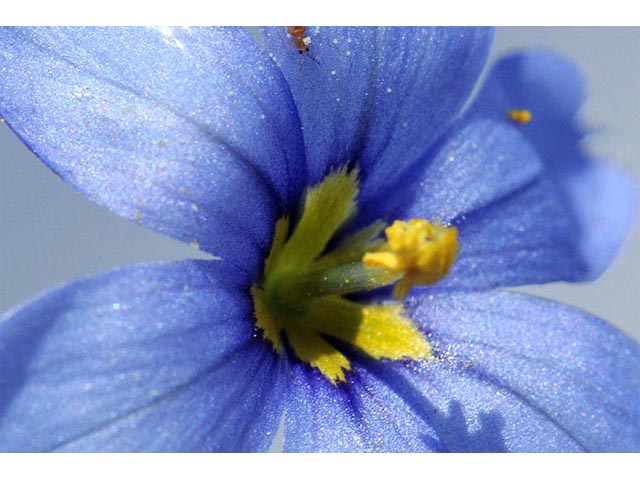 Sisyrinchium montanum (Strict blue-eyed grass) #75103