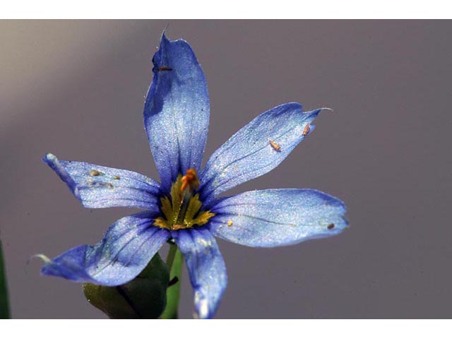Sisyrinchium montanum (Strict blue-eyed grass) #75104
