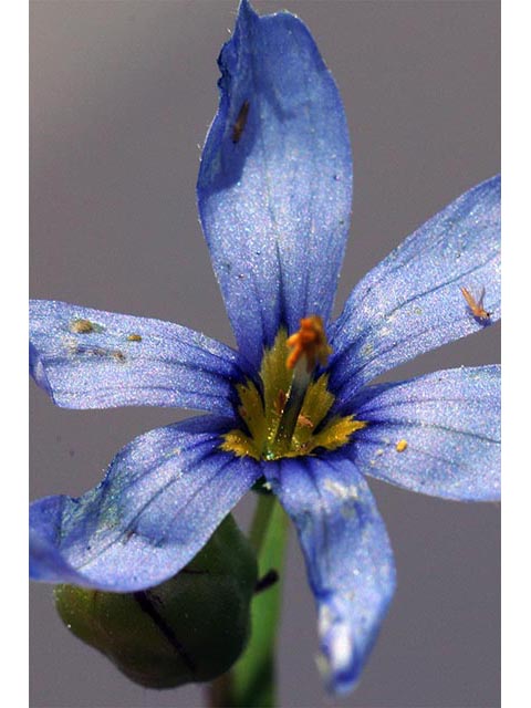 Sisyrinchium montanum (Strict blue-eyed grass) #75105