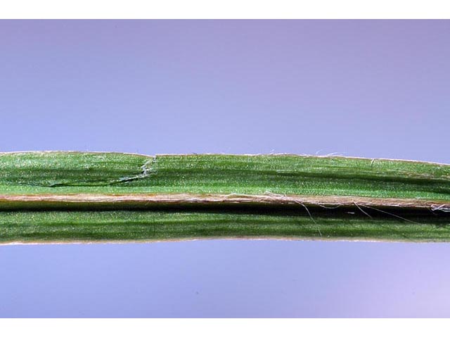 Sisyrinchium montanum (Strict blue-eyed grass) #75108