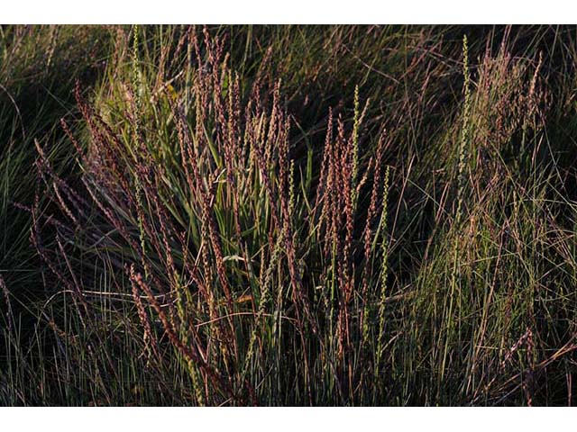 Triglochin maritima (Seaside arrowgrass) #75110