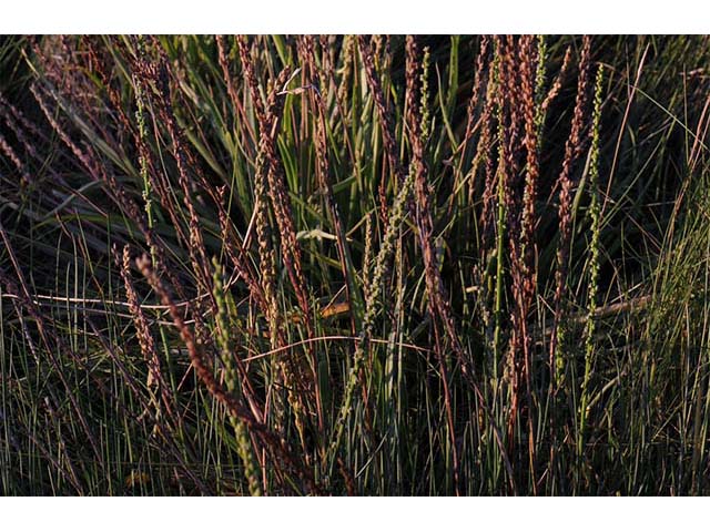 Triglochin maritima (Seaside arrowgrass) #75111