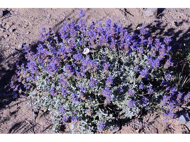 Salvia dorrii var. dorrii (Purple sage) #75116