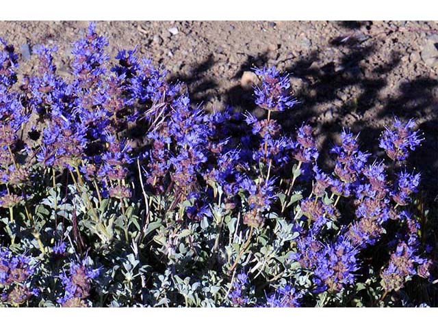 Salvia dorrii var. dorrii (Purple sage) #75117