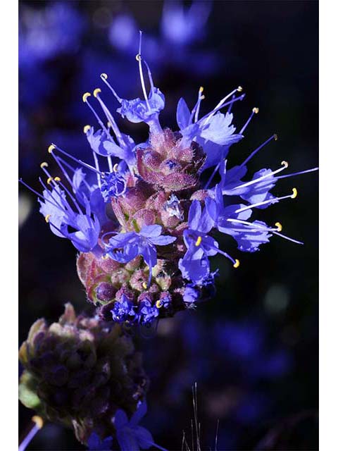 Salvia dorrii var. dorrii (Purple sage) #75119