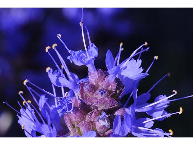 Salvia dorrii var. dorrii (Purple sage) #75120