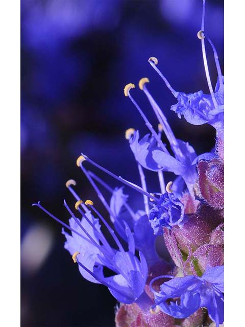 Salvia dorrii var. dorrii (Purple sage) #75121