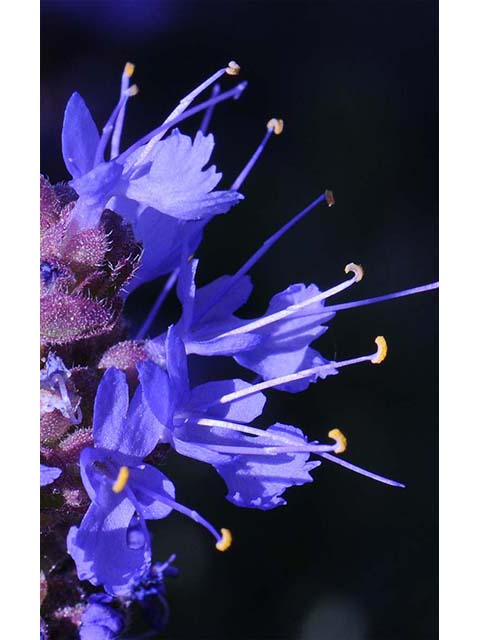Salvia dorrii var. dorrii (Purple sage) #75122