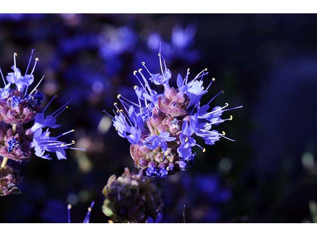 Salvia dorrii var. dorrii (Purple sage) #75123
