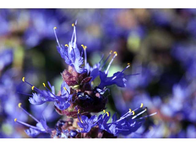 Salvia dorrii var. dorrii (Purple sage) #75124