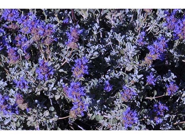 Salvia dorrii (Purple sage) #75127