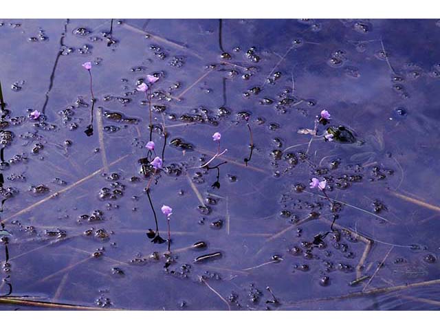 Utricularia purpurea (Eastern purple bladderwort) #75134