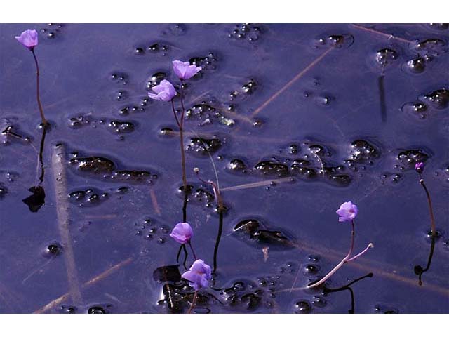 Utricularia purpurea (Eastern purple bladderwort) #75135
