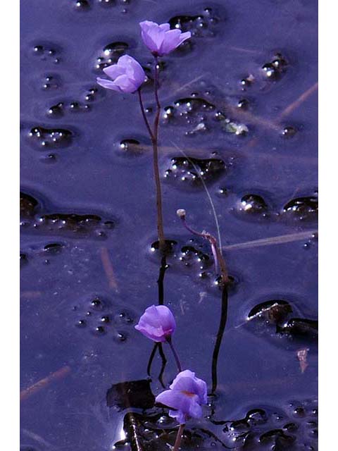 Utricularia purpurea (Eastern purple bladderwort) #75136