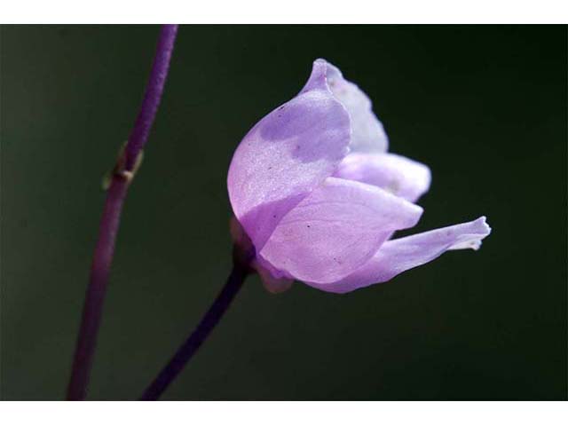 Utricularia purpurea (Eastern purple bladderwort) #75137
