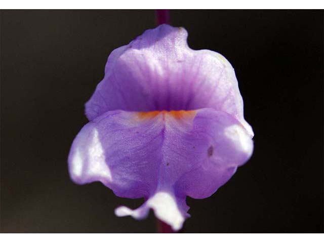 Utricularia purpurea (Eastern purple bladderwort) #75138