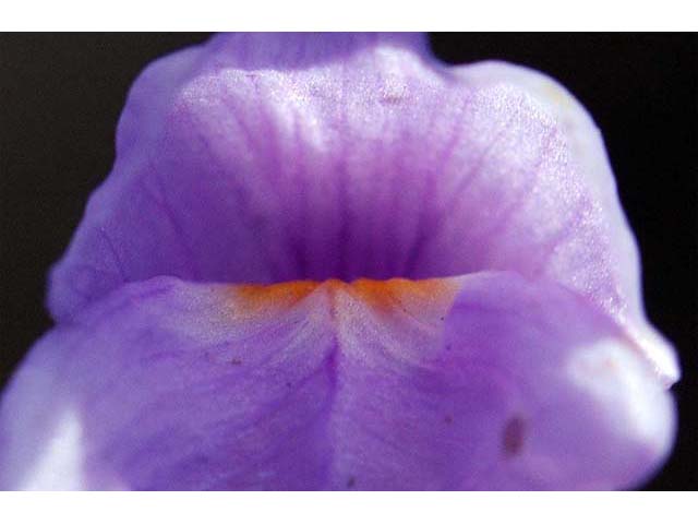 Utricularia purpurea (Eastern purple bladderwort) #75139