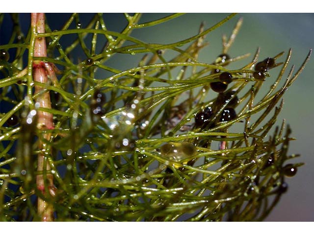 Utricularia macrorhiza (Common bladderwort) #75142