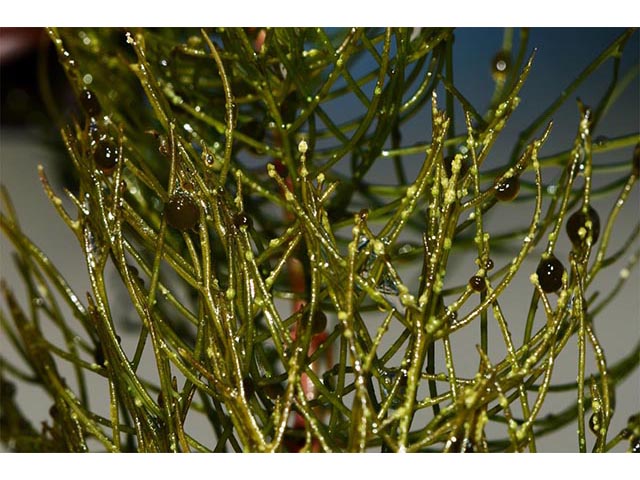 Utricularia macrorhiza (Common bladderwort) #75143