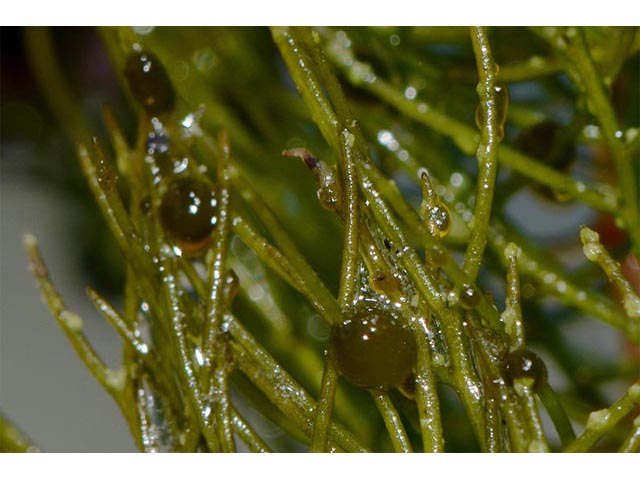 Utricularia macrorhiza (Common bladderwort) #75144