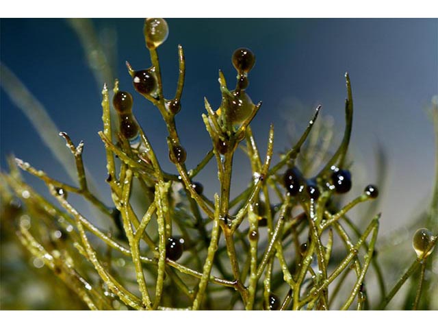Utricularia macrorhiza (Common bladderwort) #75145