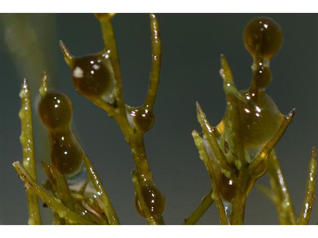 Utricularia macrorhiza (Common bladderwort) #75146