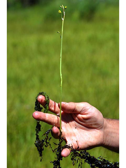 Utricularia macrorhiza (Common bladderwort) #75147