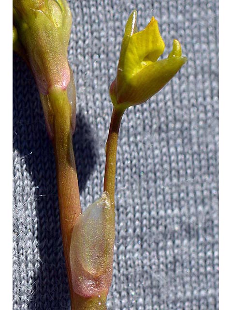Utricularia macrorhiza (Common bladderwort) #75152