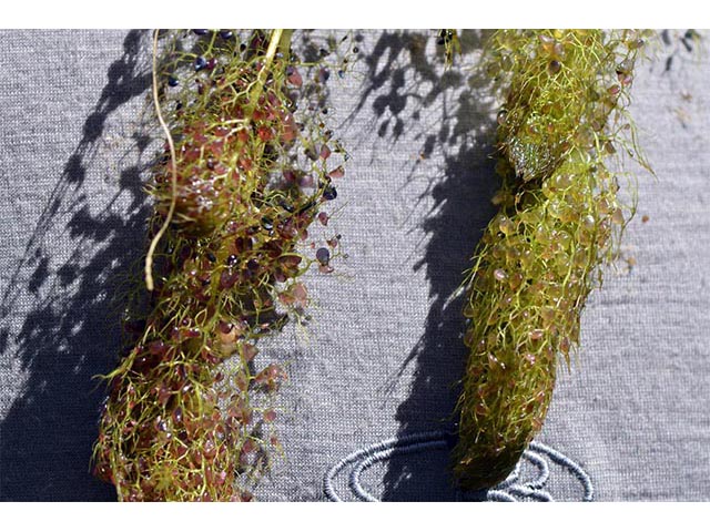 Utricularia macrorhiza (Common bladderwort) #75153