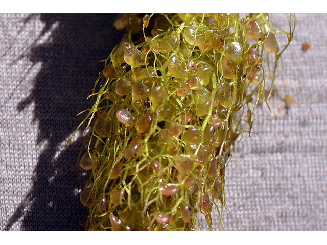 Utricularia macrorhiza (Common bladderwort) #75154