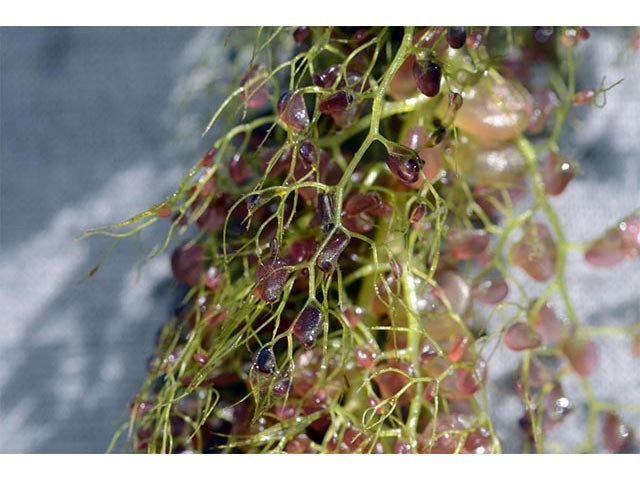 Utricularia macrorhiza (Common bladderwort) #75155