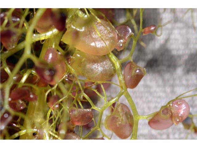 Utricularia macrorhiza (Common bladderwort) #75156