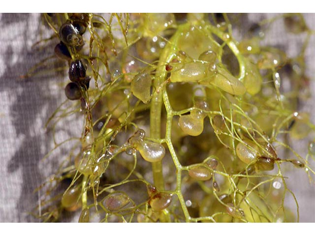 Utricularia macrorhiza (Common bladderwort) #75157