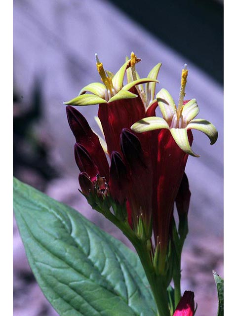 Spigelia marilandica (Woodland pinkroot) #75162
