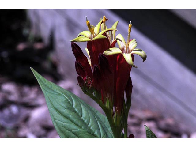 Spigelia marilandica (Woodland pinkroot) #75163