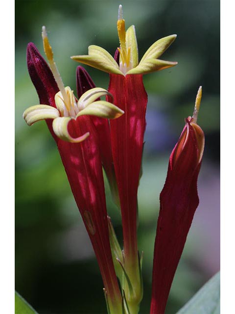 Spigelia marilandica (Woodland pinkroot) #75164