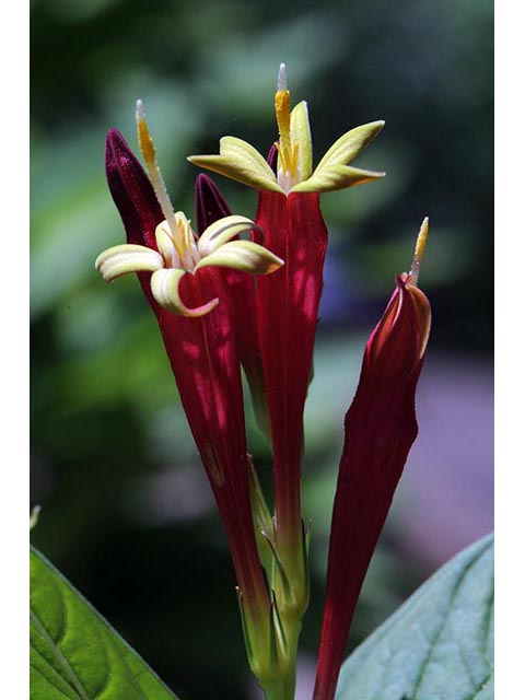 Spigelia marilandica (Woodland pinkroot) #75165