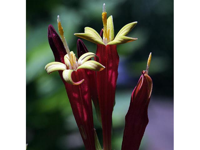 Spigelia marilandica (Woodland pinkroot) #75166