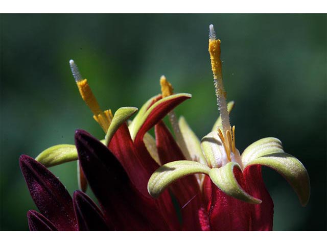 Spigelia marilandica (Woodland pinkroot) #75167