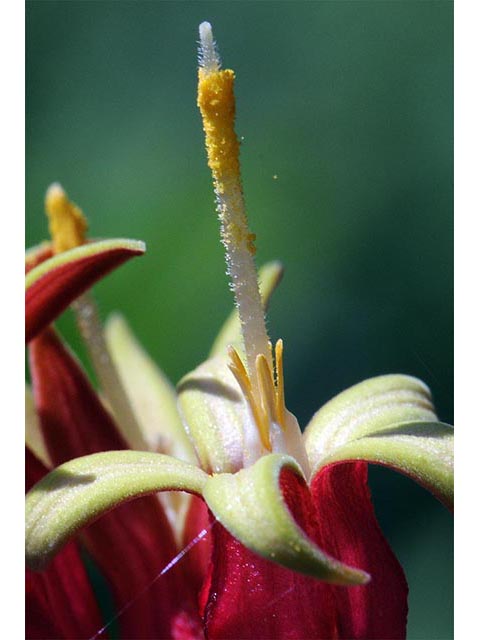 Spigelia marilandica (Woodland pinkroot) #75168