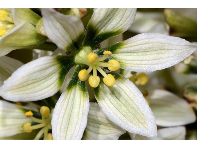 Veratrum californicum var. californicum (California false hellebore) #75208