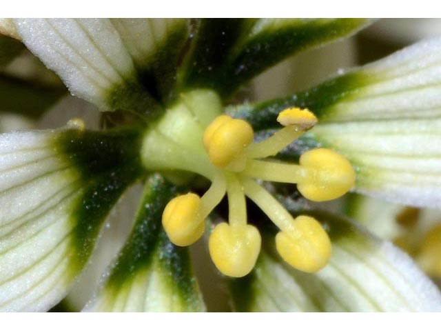 Veratrum californicum var. californicum (California false hellebore) #75210