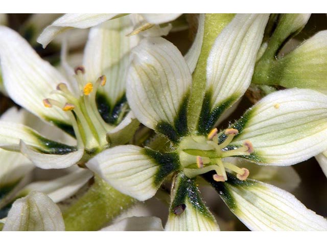 Veratrum californicum var. californicum (California false hellebore) #75211