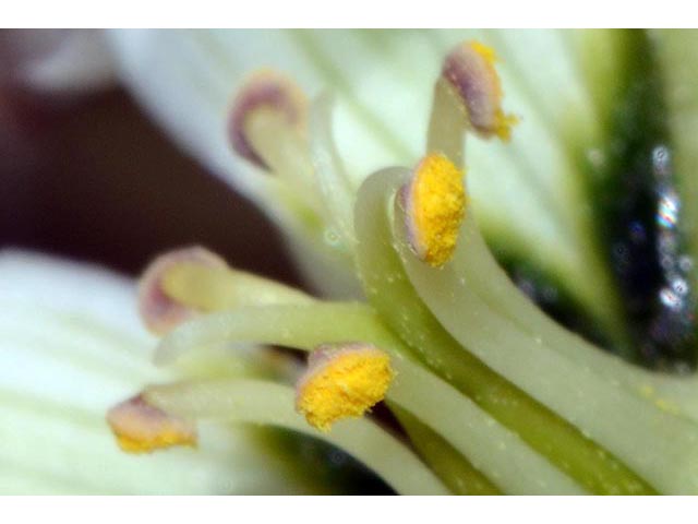 Veratrum californicum var. californicum (California false hellebore) #75212