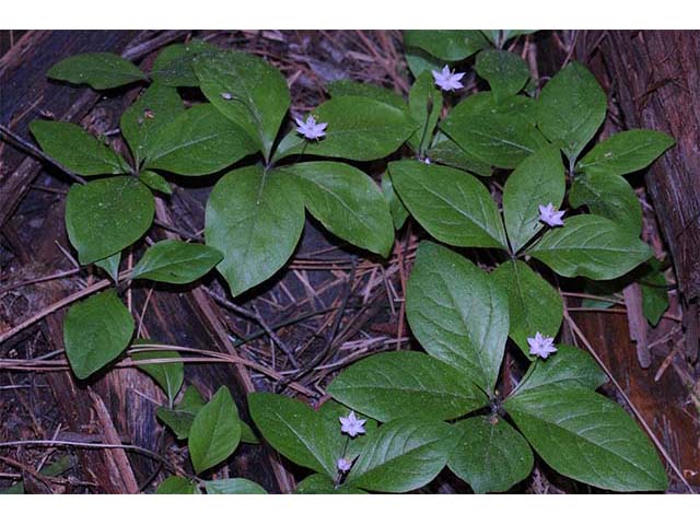 Trientalis borealis ssp. latifolia (Broadleaf starflower) #75226