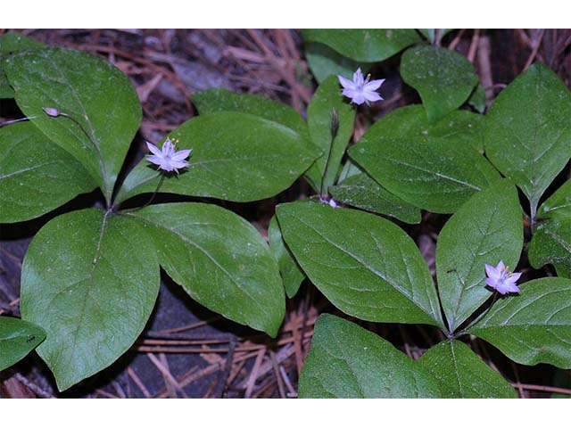 Trientalis borealis ssp. latifolia (Broadleaf starflower) #75227