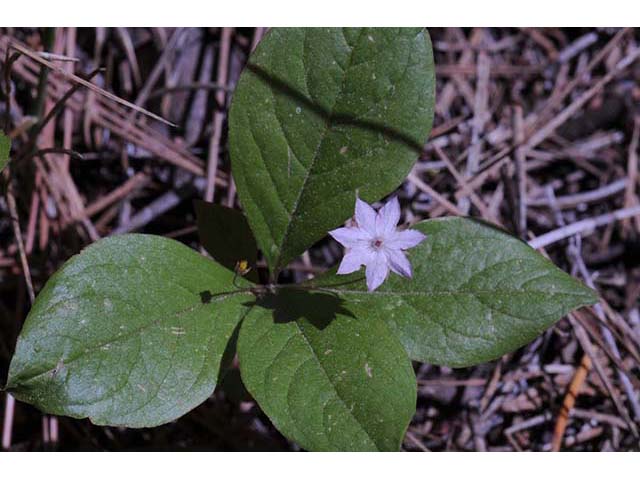 Trientalis borealis ssp. latifolia (Broadleaf starflower) #75228