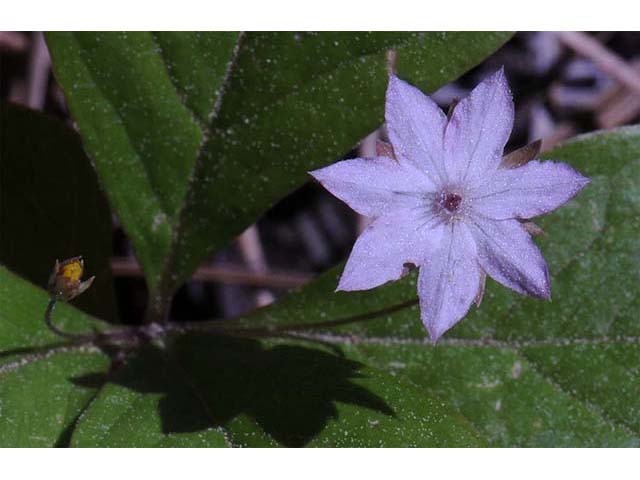 Trientalis borealis ssp. latifolia (Broadleaf starflower) #75229