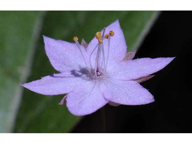 Trientalis borealis ssp. latifolia (Broadleaf starflower) #75230