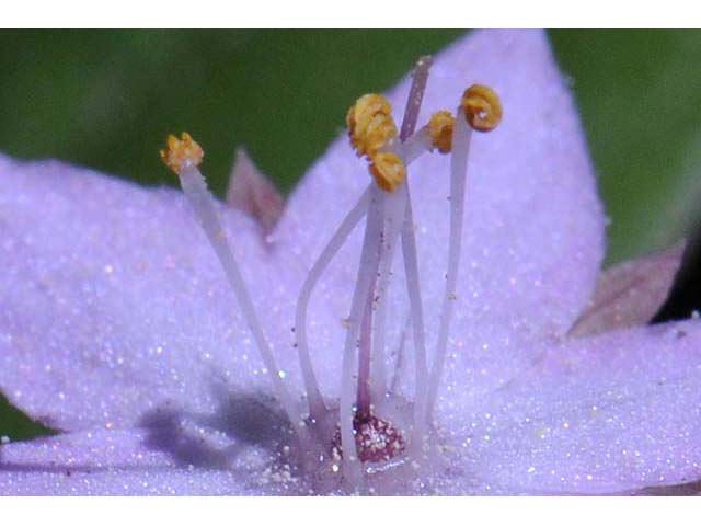 Trientalis borealis ssp. latifolia (Broadleaf starflower) #75231